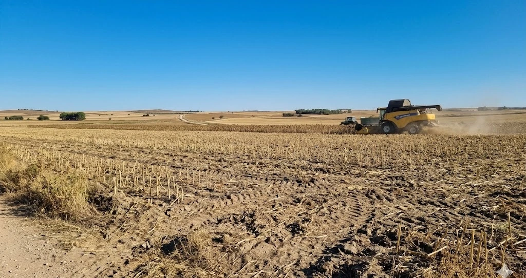 Cosechadora en campo de monocultivo de Castilla: la mecanización elimina rastrojos y hábitat de la codorniz