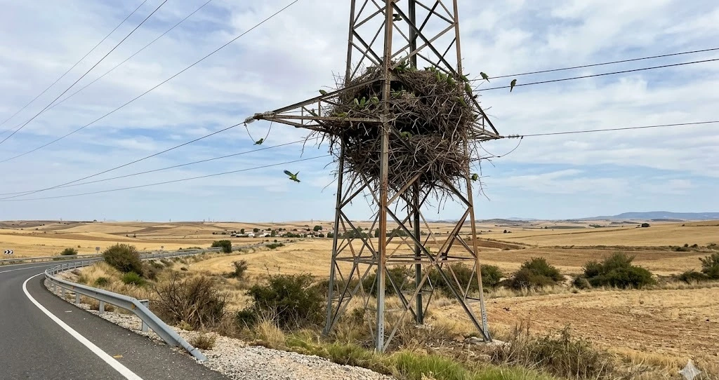 Nido comunal de cotorra argentina instalado en transformador eléctrico en zona periurbana, snapshot