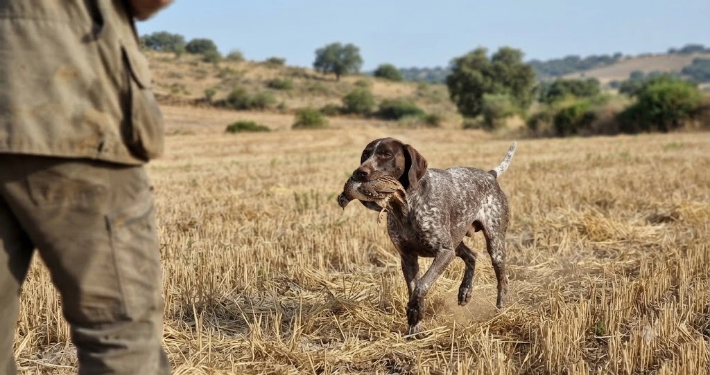 Perro de muestra pointer cobrando una codorniz entre rastrojos de cereal segado en agosto