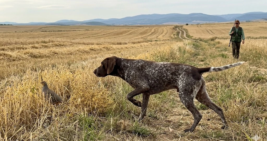 Perro de muestra trabajando en campo abierto durante jornada de caza menor en España, foto de cazador
